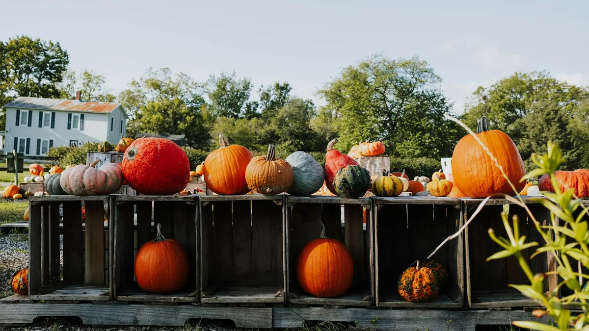 2026 올버니 가을 축제 가이드: 꼭 봐야 할 이벤트